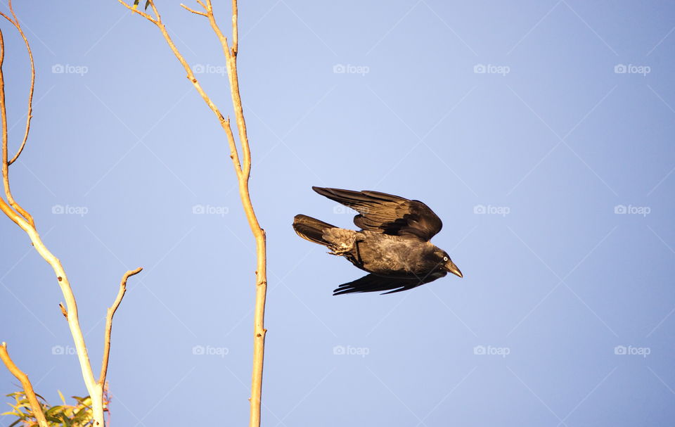 Australian Raven in fli