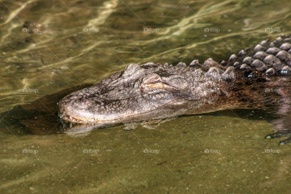 Crocodile 