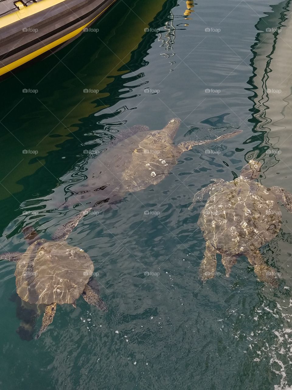 Green sea turtles