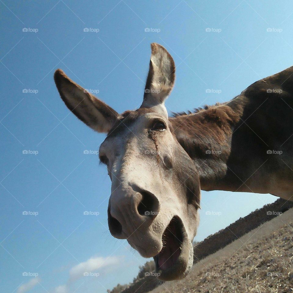 Donkey braying.