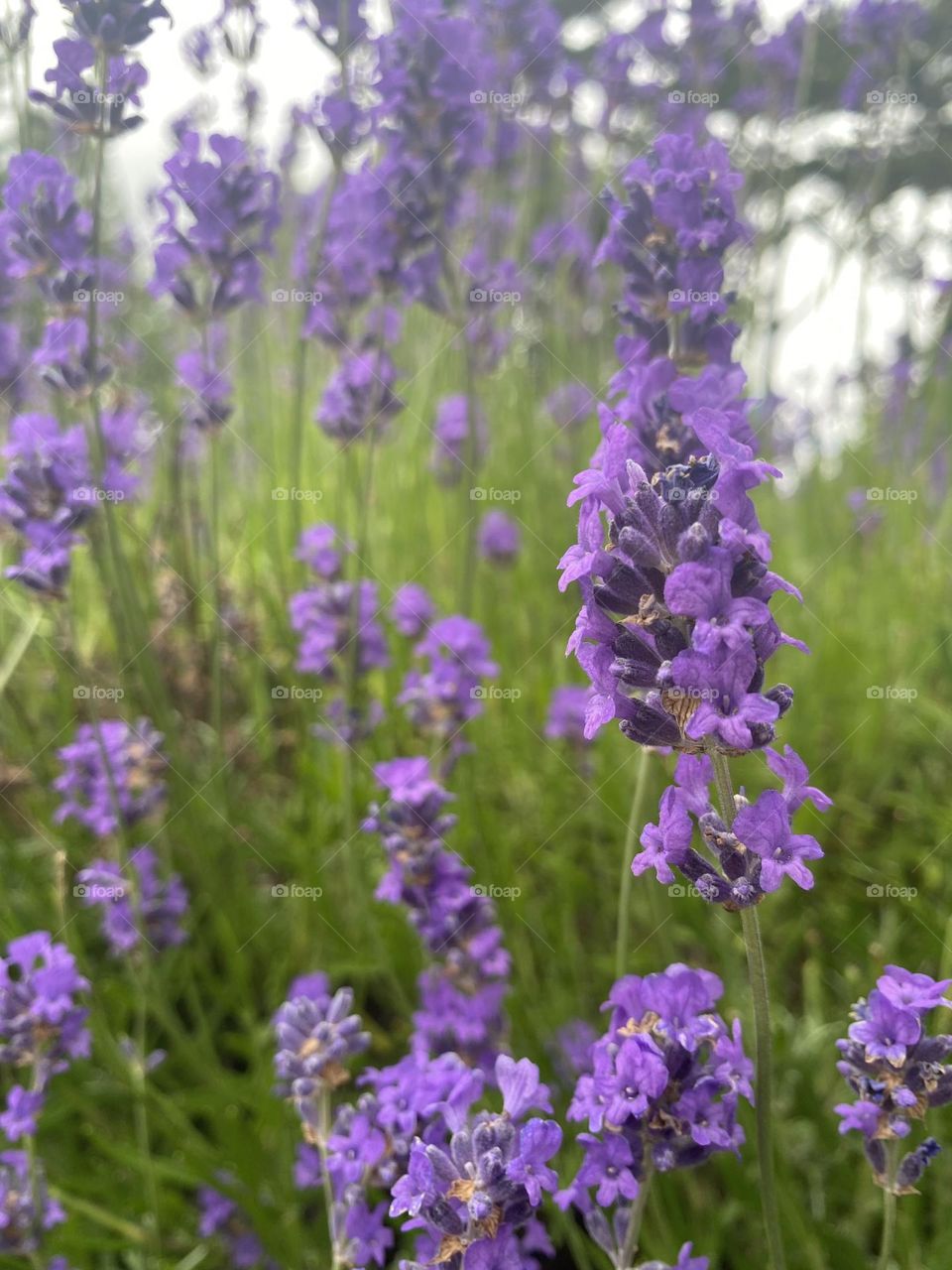 Beautiful lavender flowers