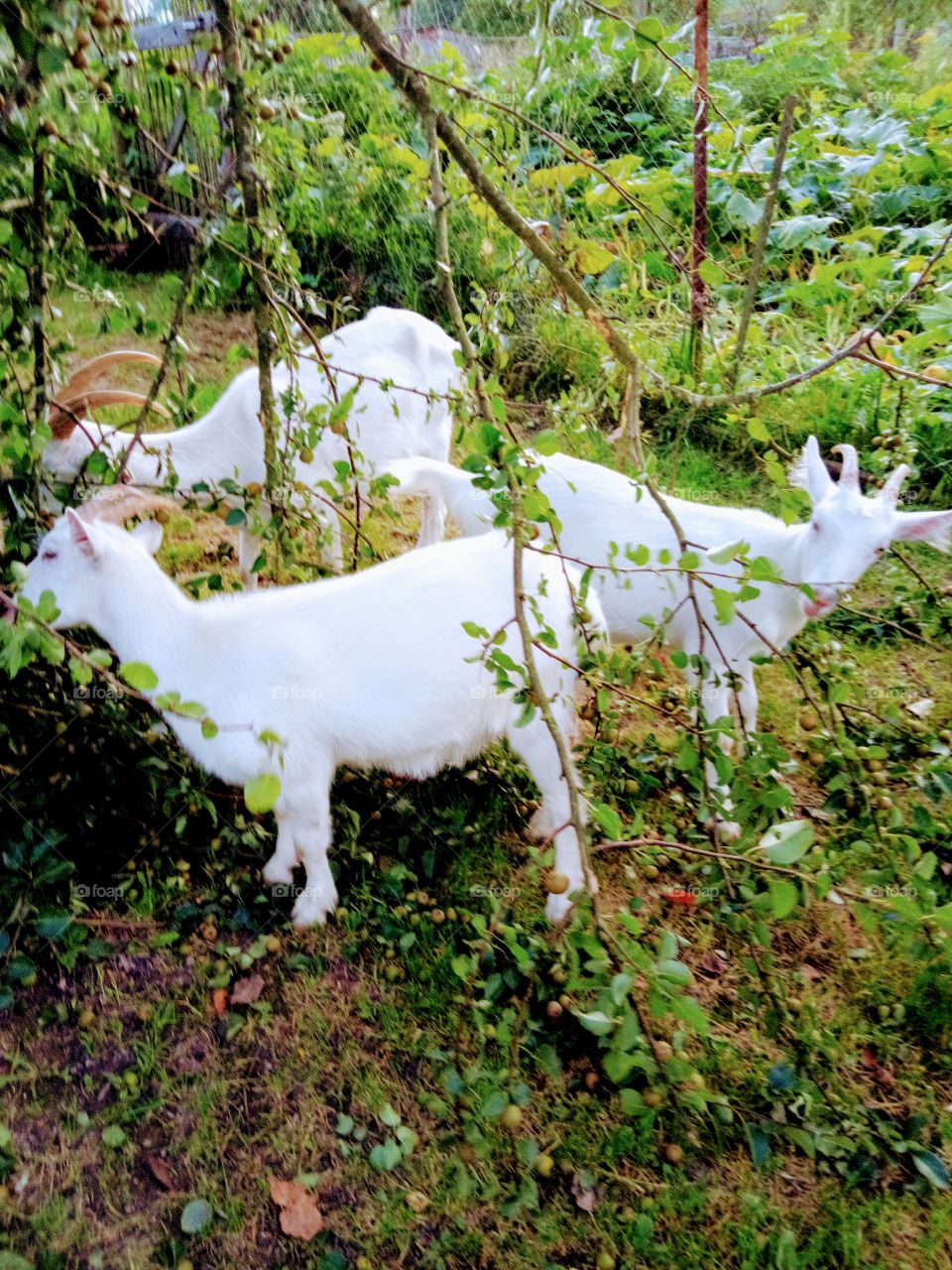 козы