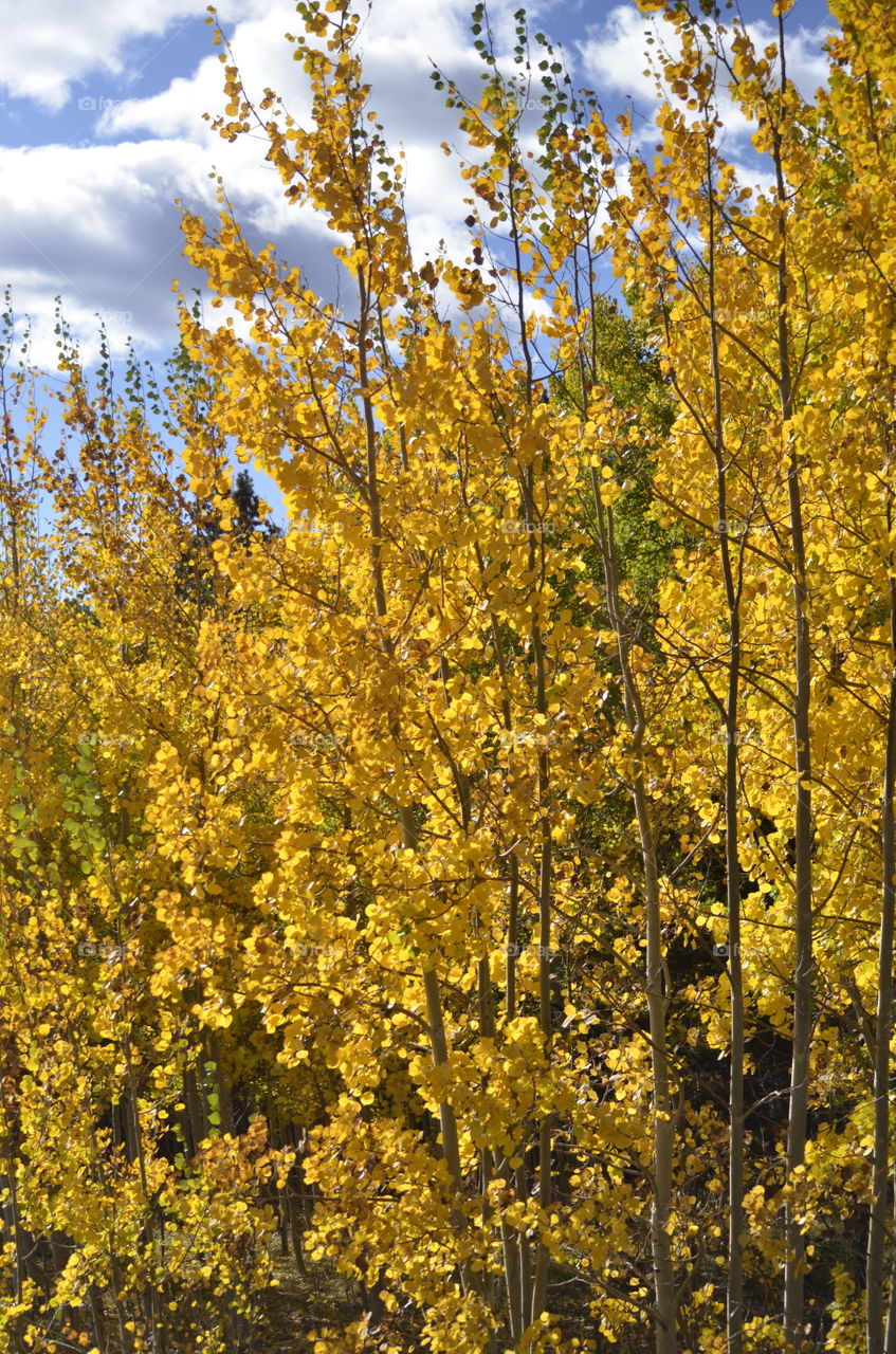 Sunlight and Aspens