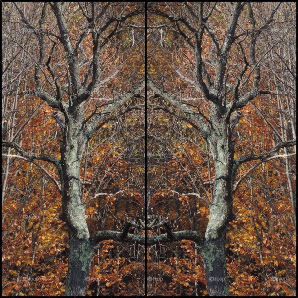 reverse image ray trees fall by 5hels