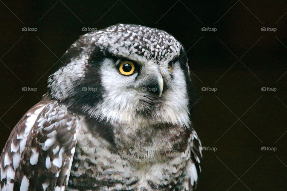 Beautiful eyes. Owl.