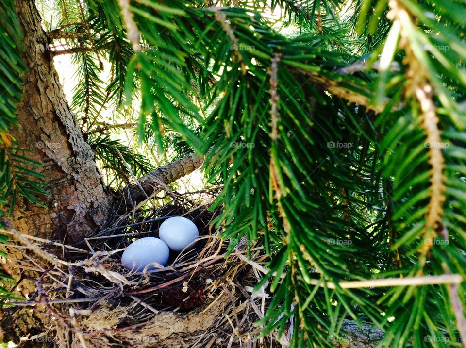 Nest