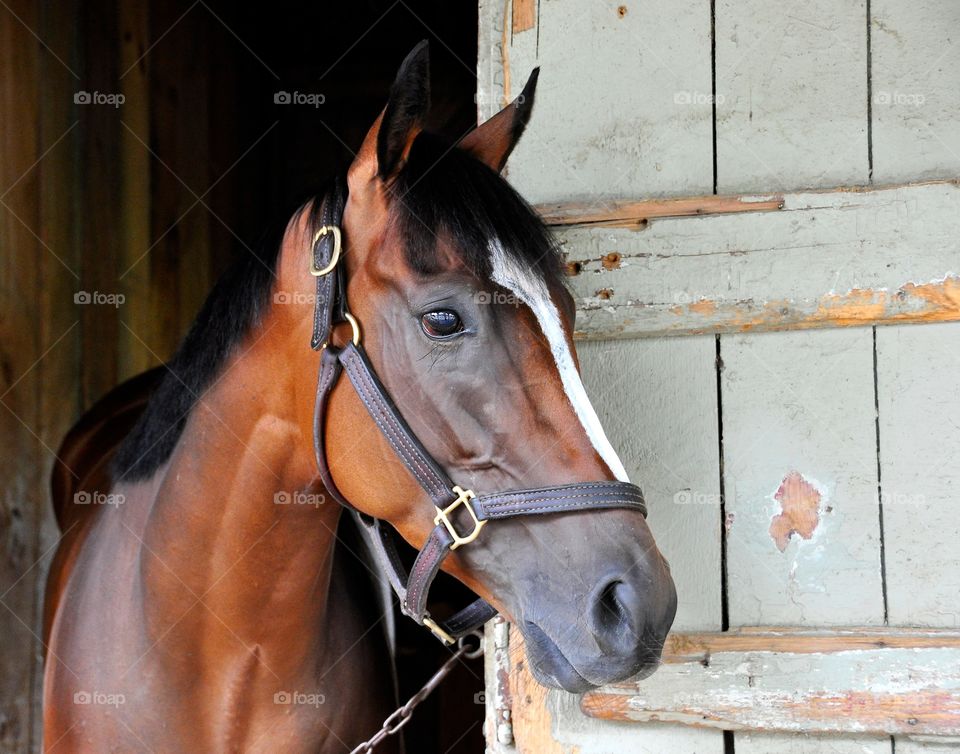 Latigo Trail. A perfect pose of a beautiful colt called Latigo Trail. 

Zazzle.com/FLEETPHOTO 