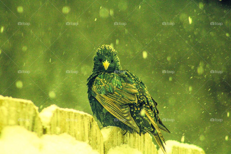 black and brown bird with white spots stares into the camera while sitting on a snow covered fence in the middle of a snowstorm