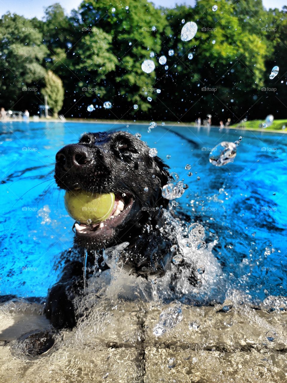 dog swimming