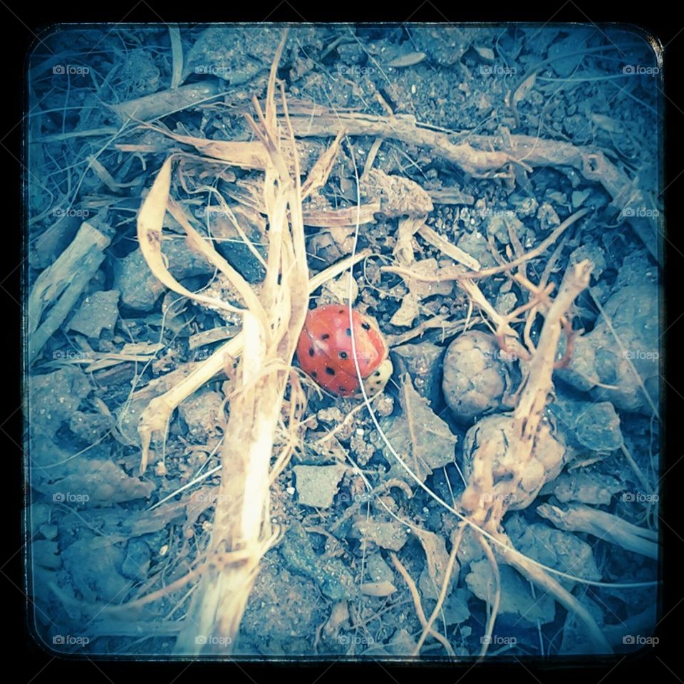 The Ladybug