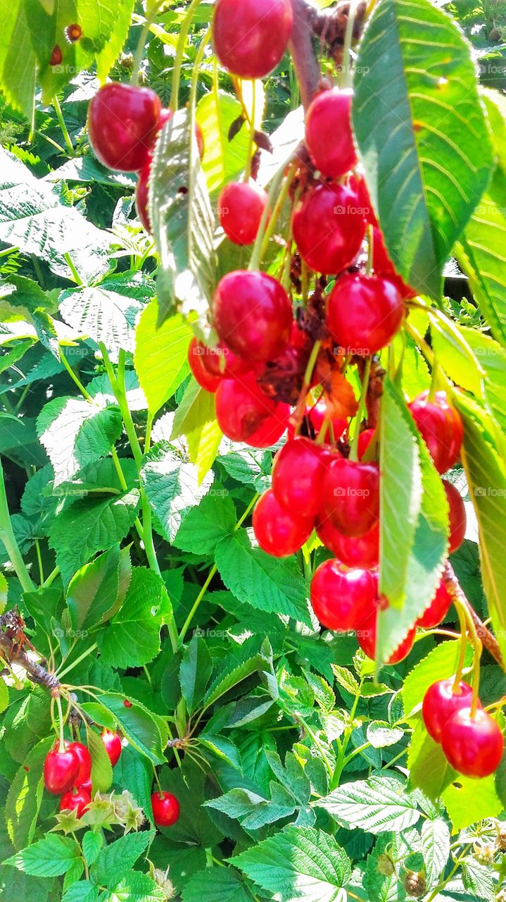 Cherries