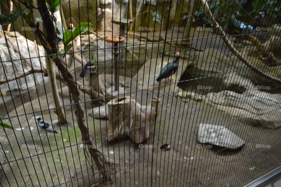 Birdcage At A Zoo