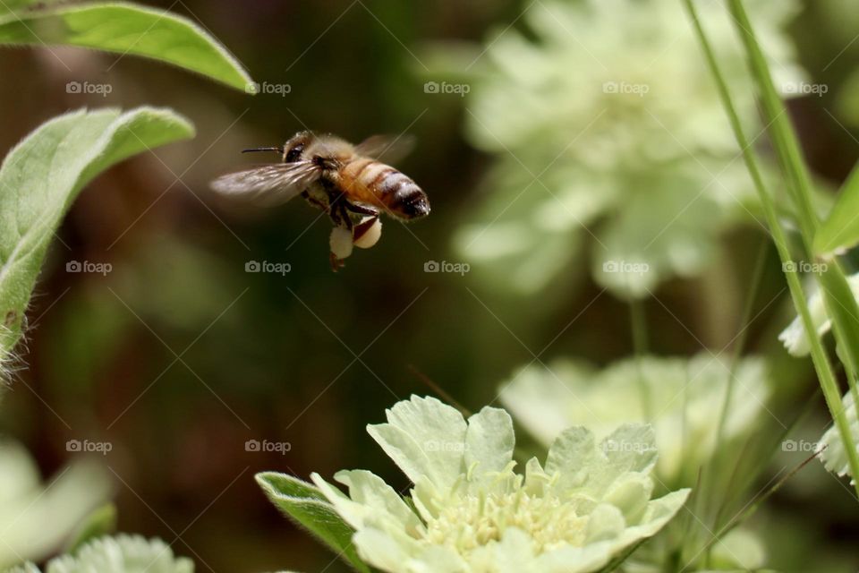 Bee flying with legs full of pollen 