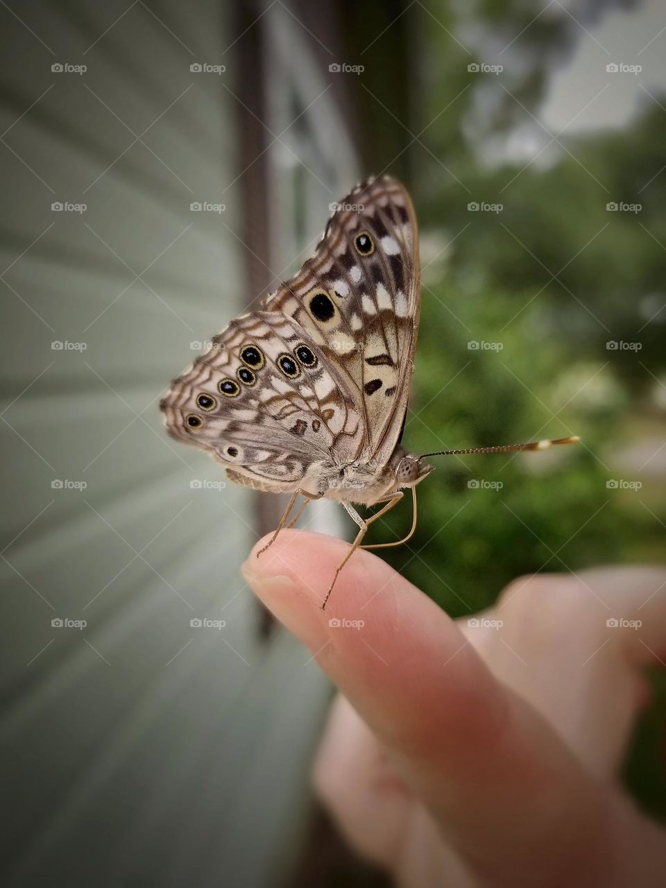 Butterfly on My Finger Glimmer of Happiness