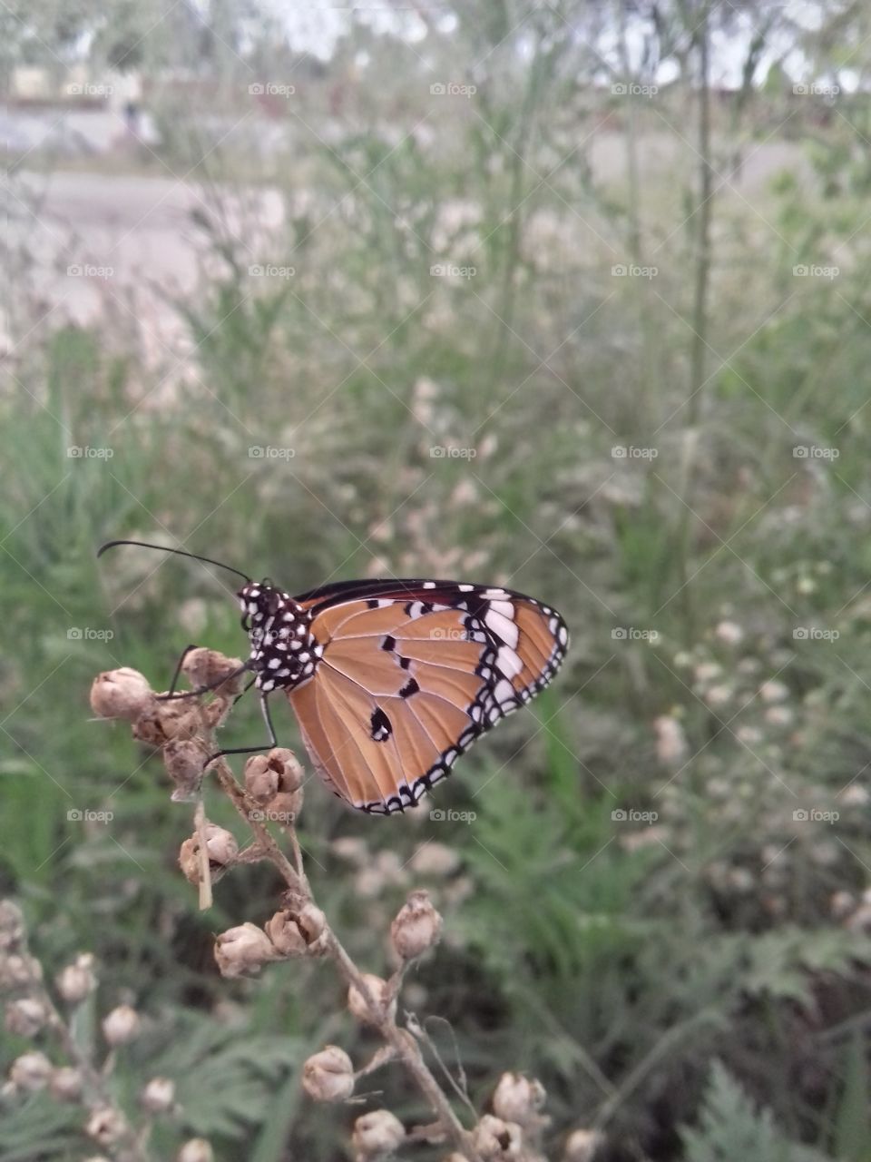 wow! Beautiful butterfly sit on the plant stem.