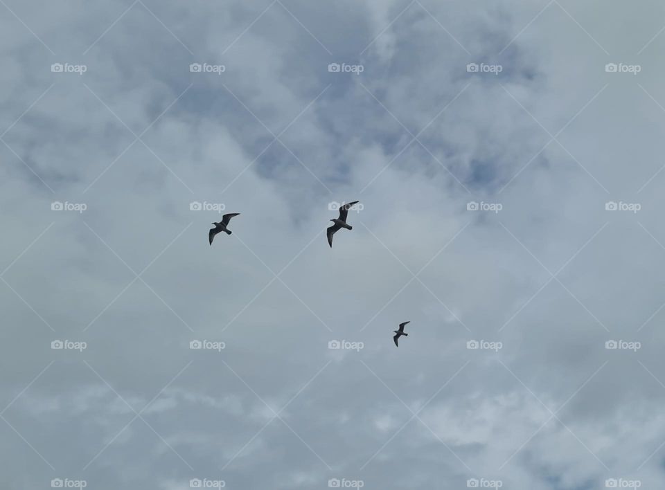 Birds flying 