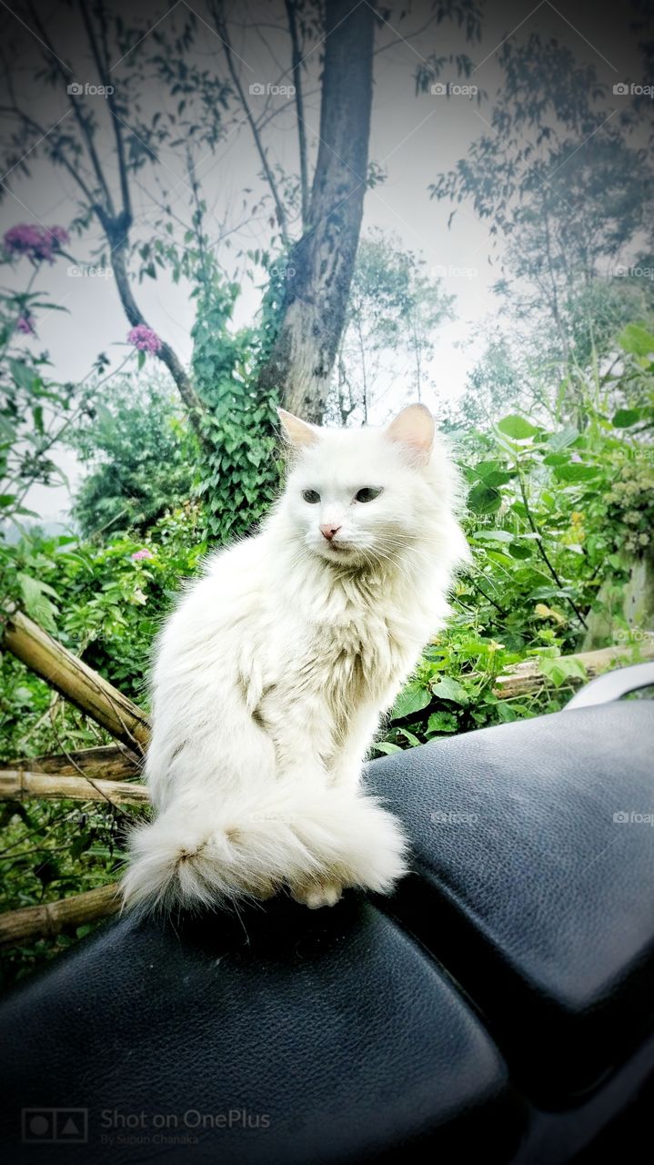 cat, white, proud, natural, animal