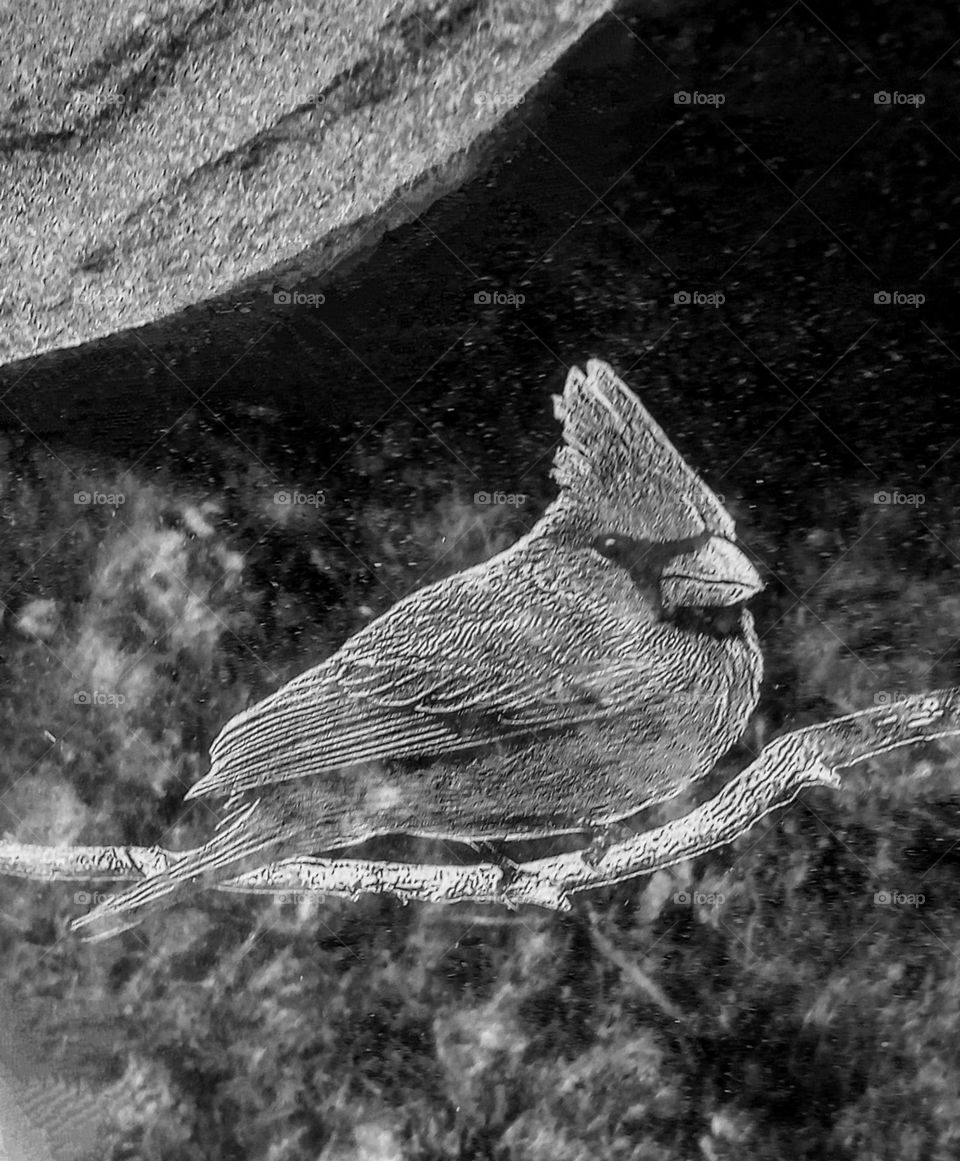 Perched Cardinal