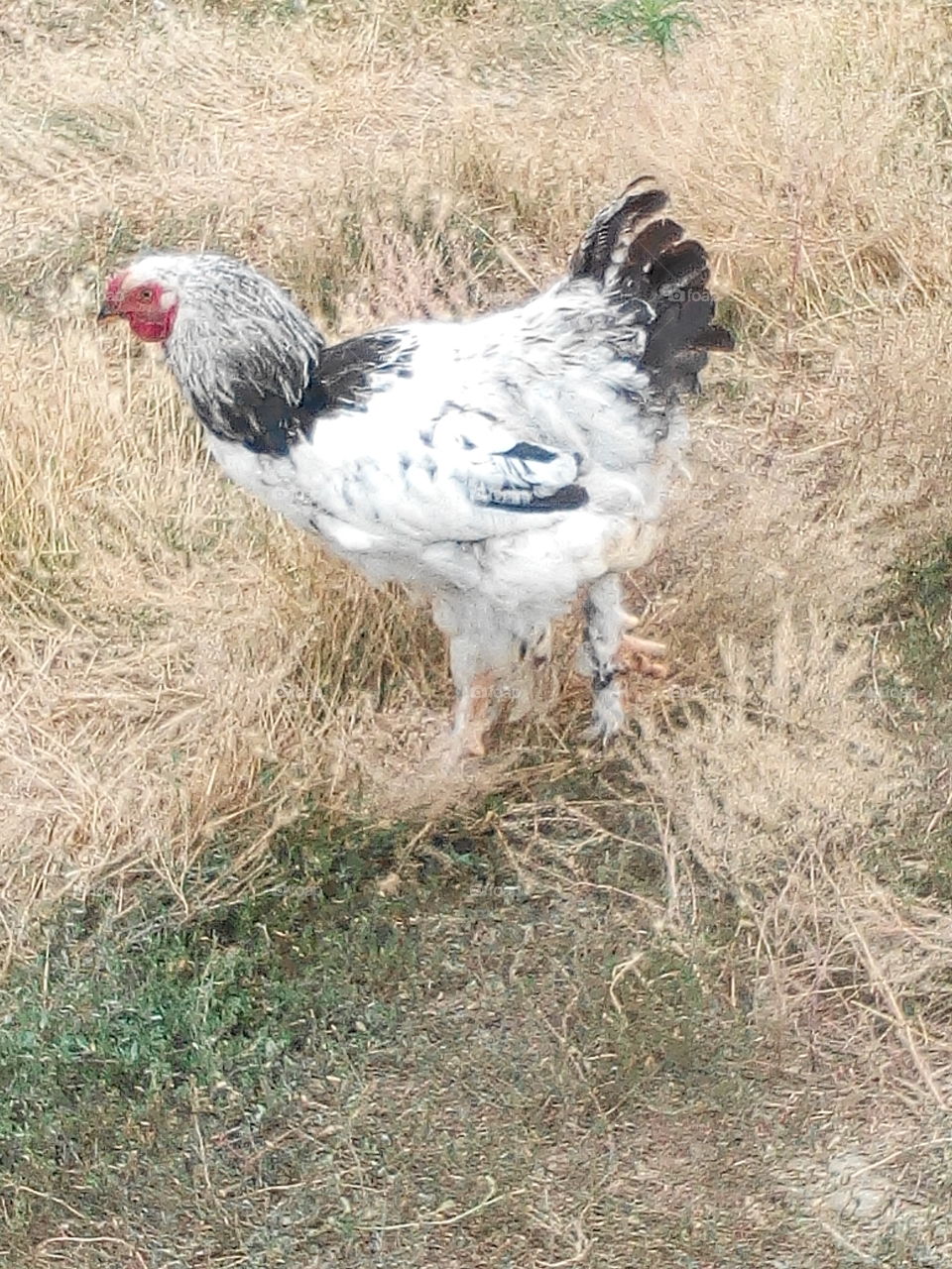 Bird, Poultry, Farm, Nature, Hen
