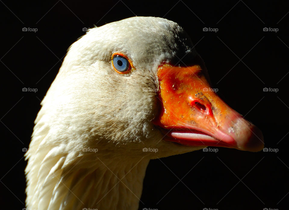 blue white birds eyes by delvec