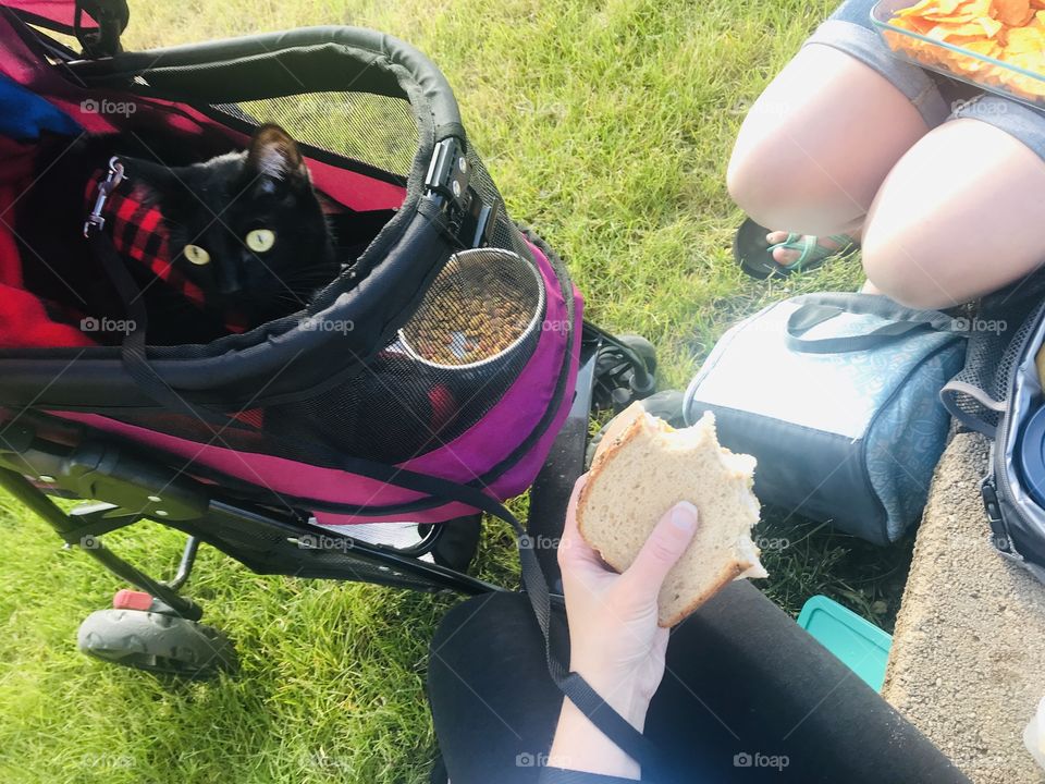 This is how we like to take a picnic, with our sandwiches, chips, and of course our black kitty cat and her dish of food for when she gets hungry! 