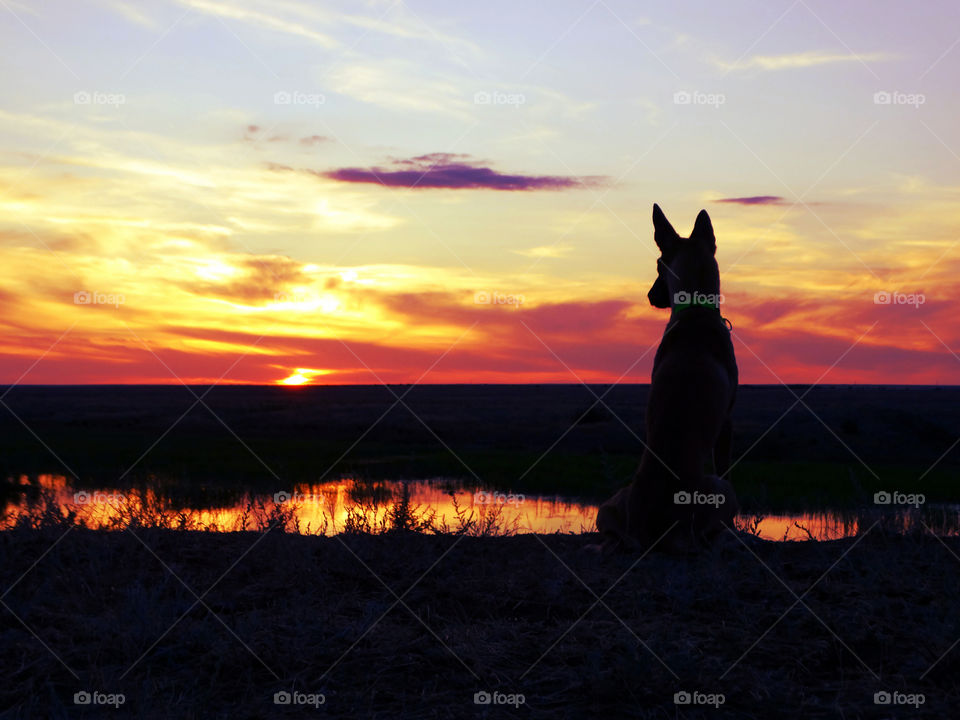 Dog shepherd malinois & sunset