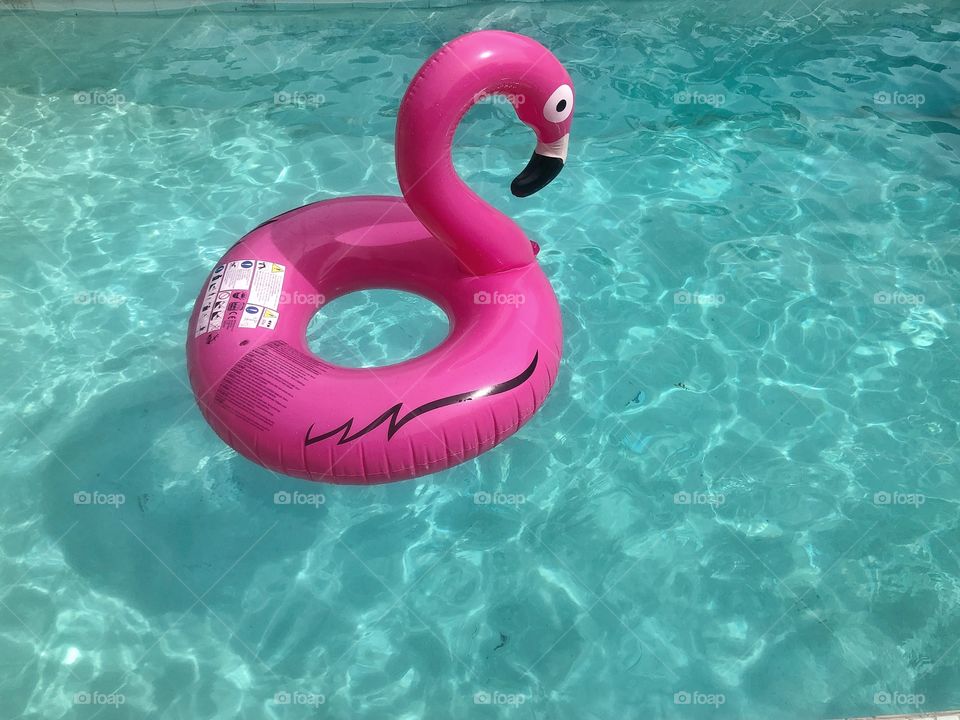 Pink flamingo in the pool