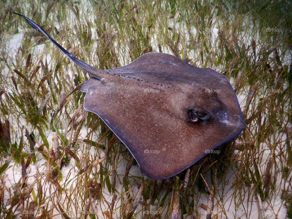 Stingray