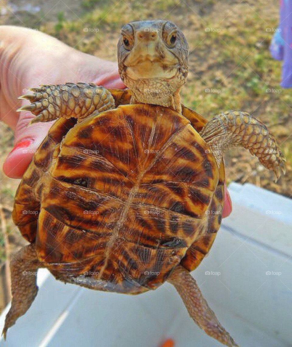 Sally turtle 