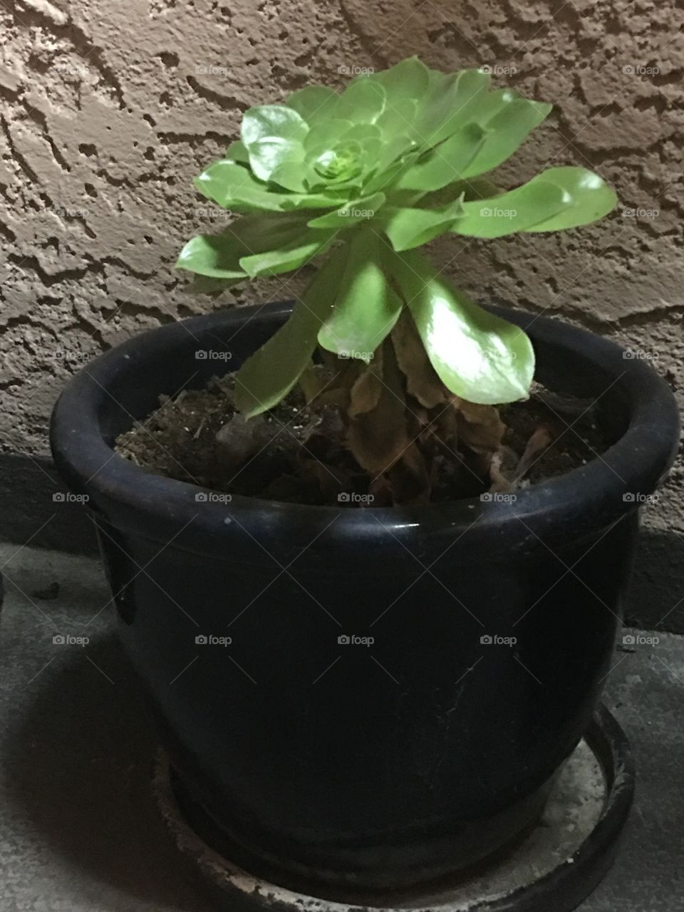 Succulent in blue pot