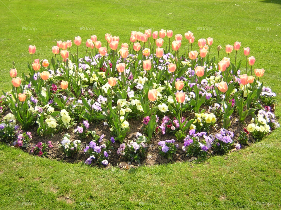 flowers beautiful tulips green by izabela.cib