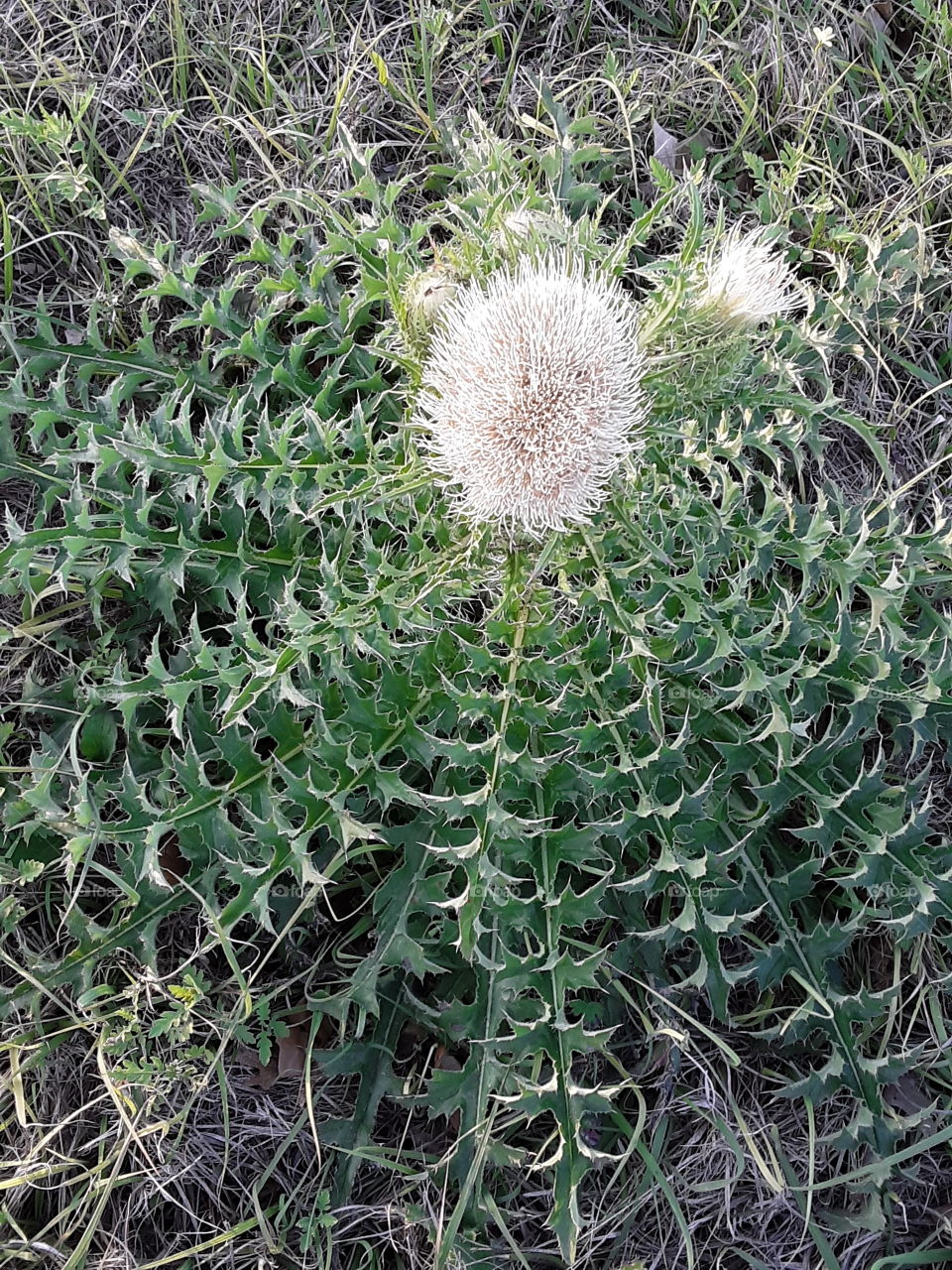 A closeup if a white bud