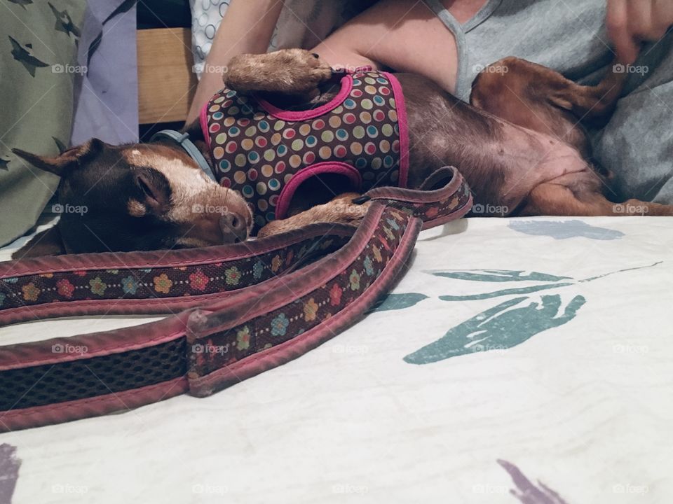 Always has to show off for attention 