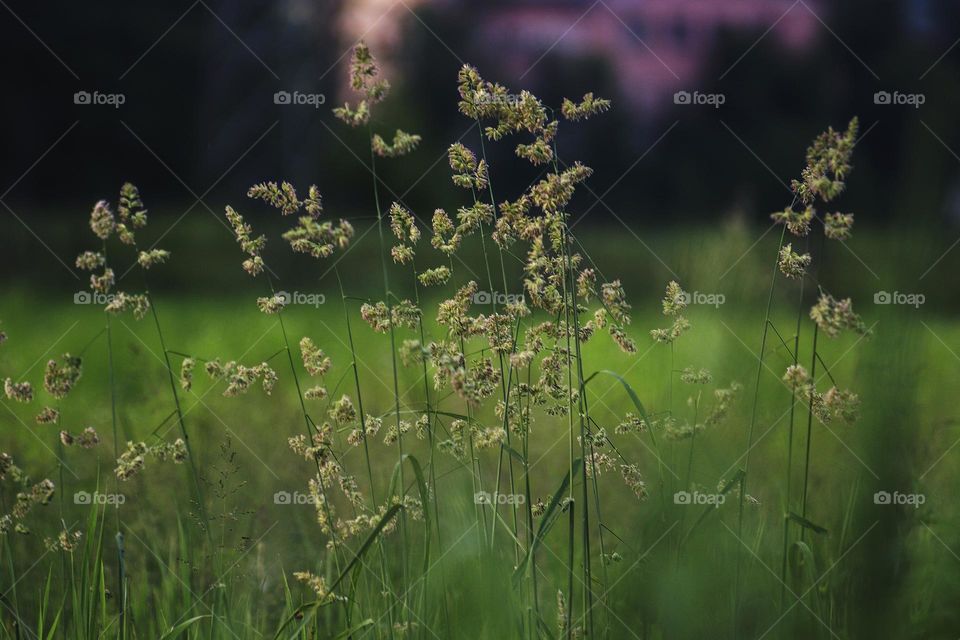 Green fields of home