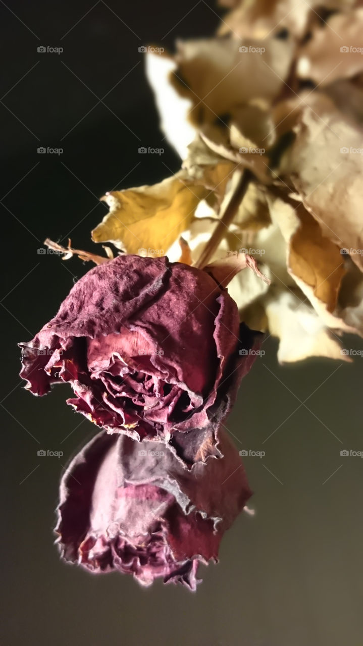 Dried Red Rose. Valentine's Day