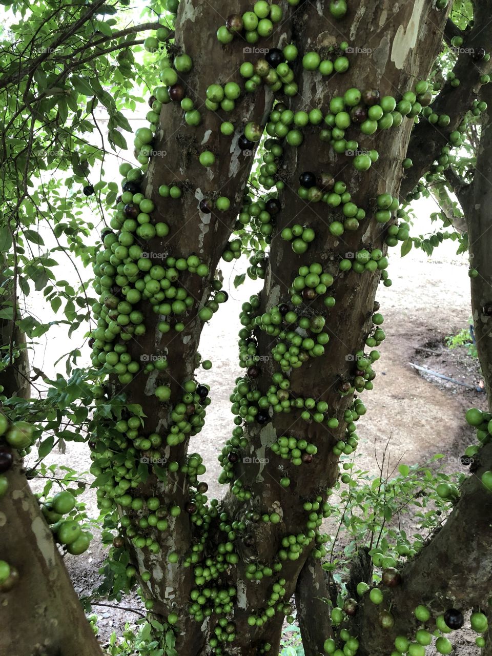 Jabuticaba verde