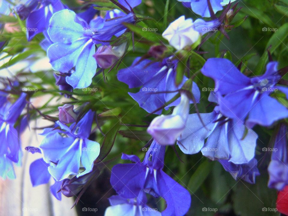 Purple flowers 