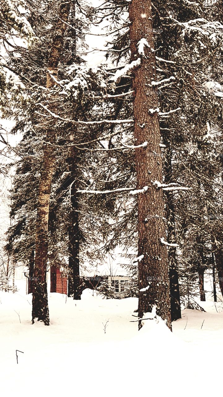 I saw a small window in the woods