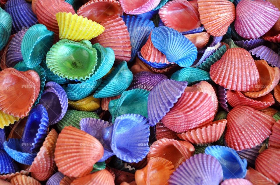 A collection of Colorful seashells. 