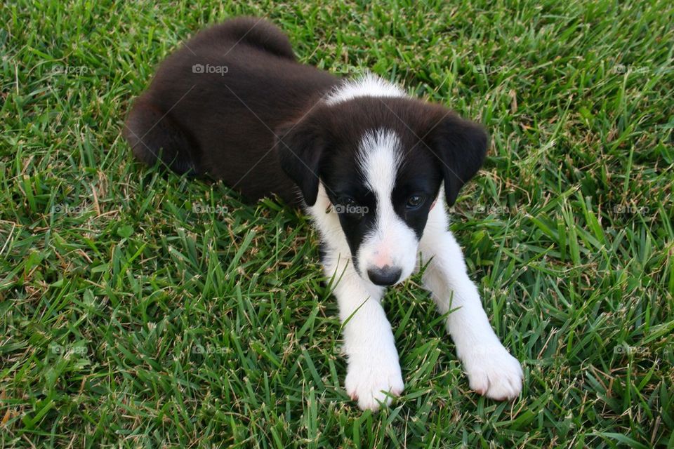 Dog lying on grass