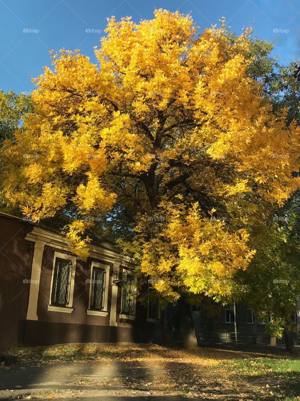 Beautiful tree. Amazing view