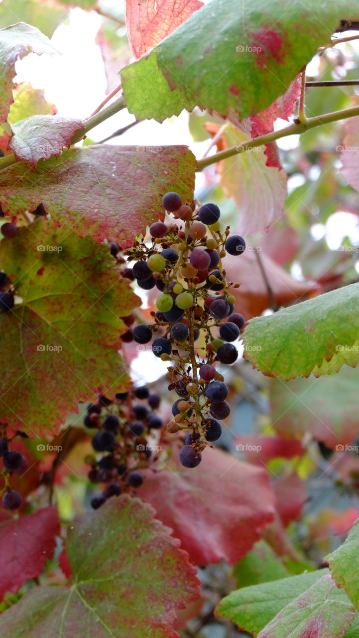 Tiny grapes on grapevine