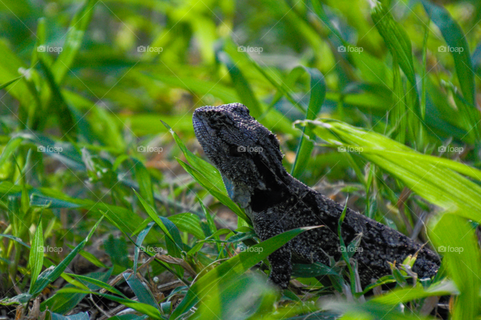 Lizard in grass