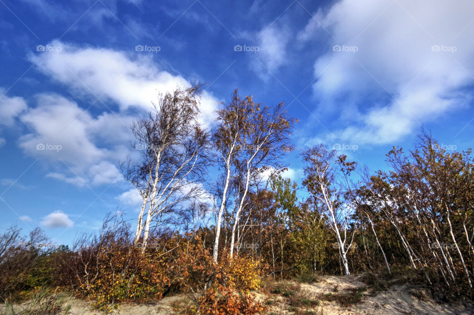 autumn sky