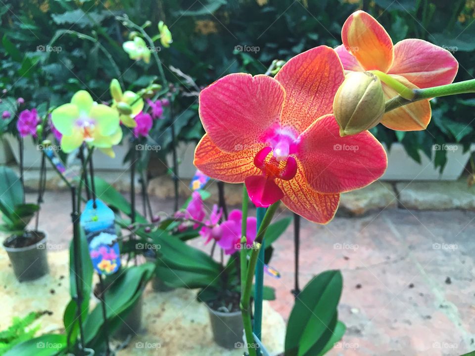 Orchids 