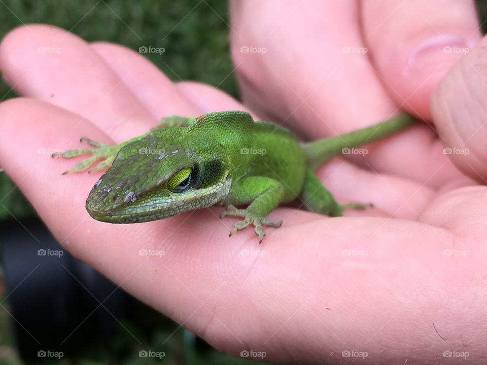 Green anole lizard 
