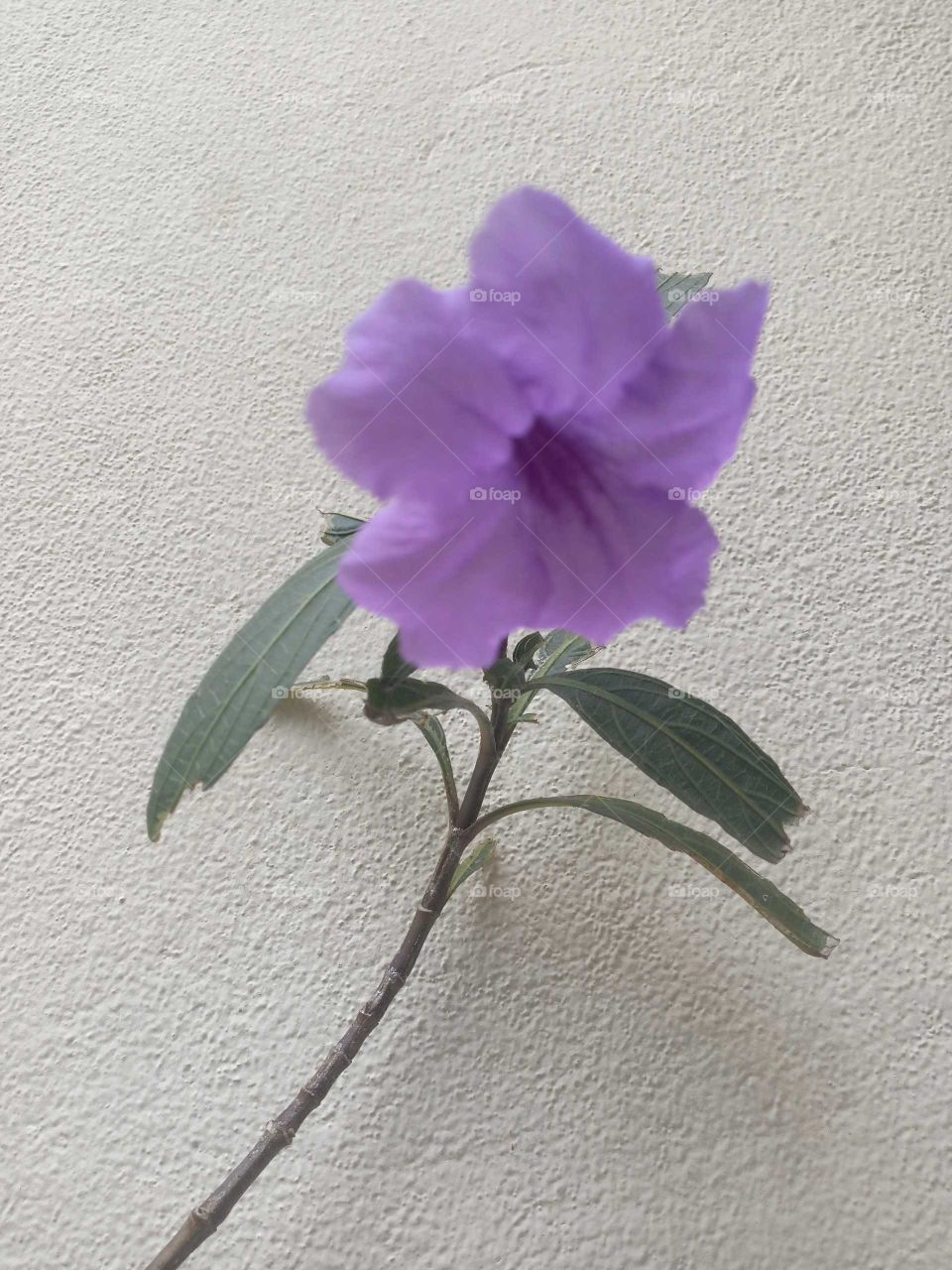 purple ruellia