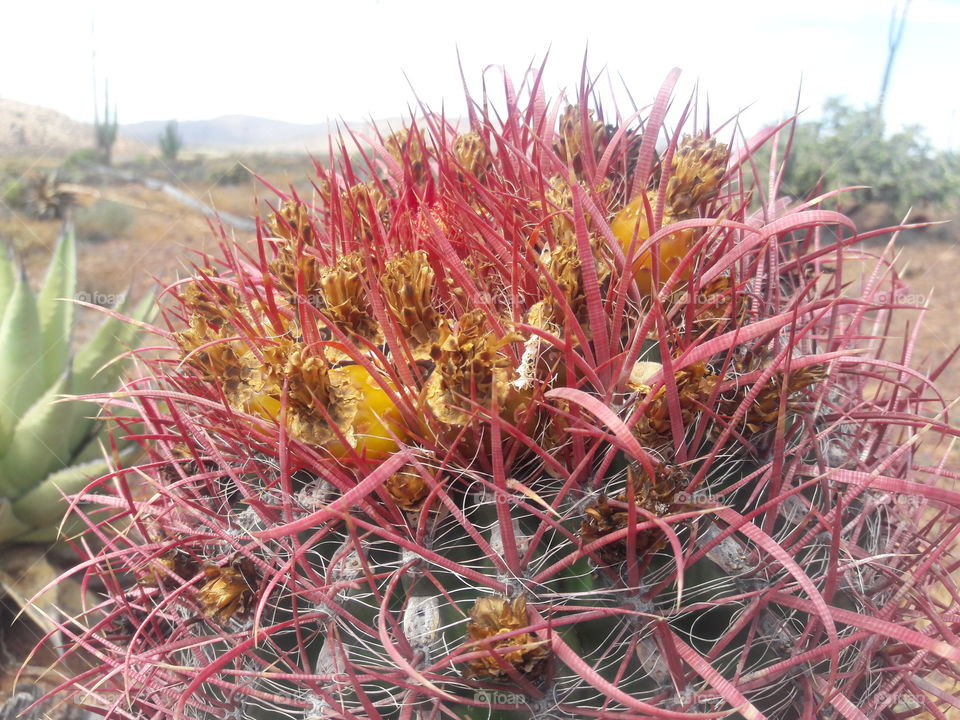 Mexican cactus