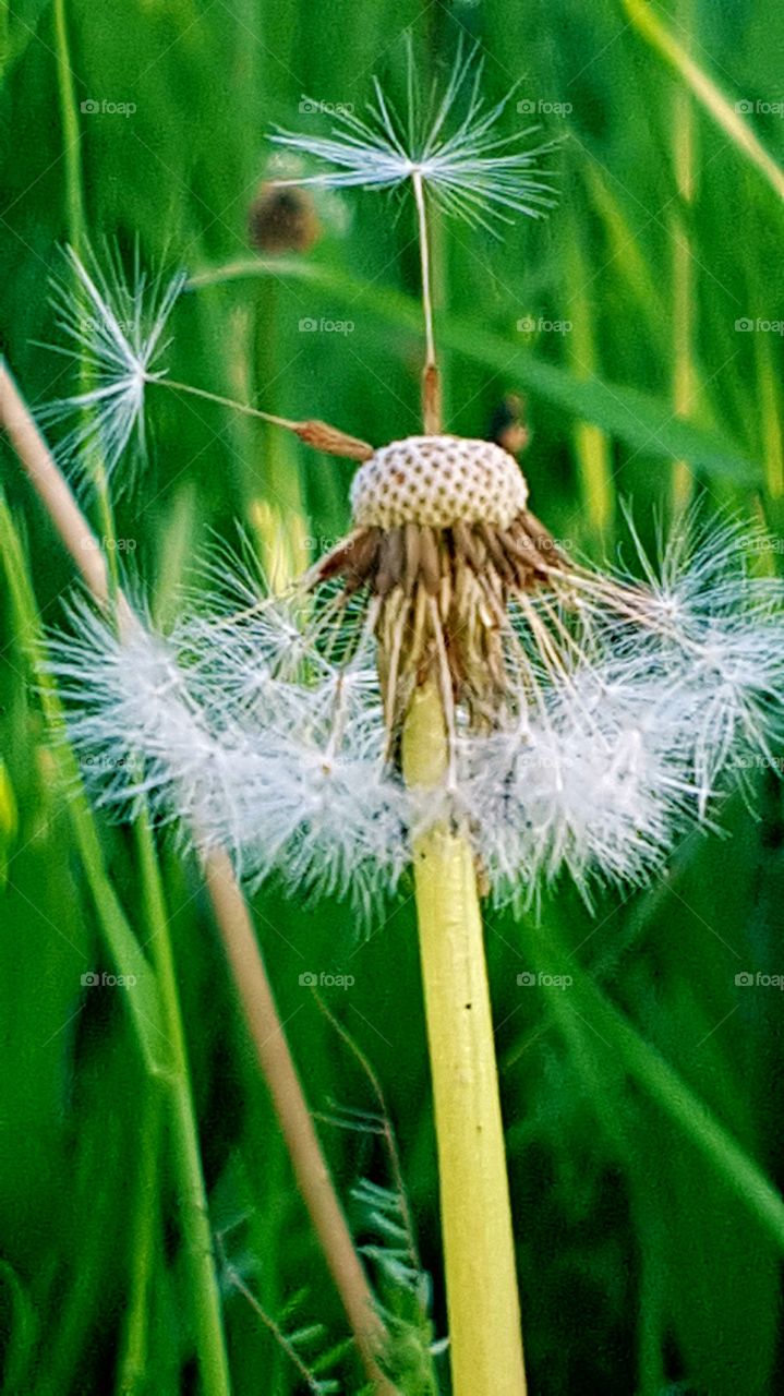 Pusteblume