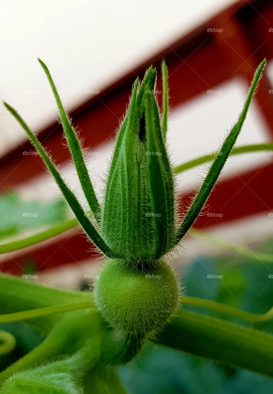 zucchini